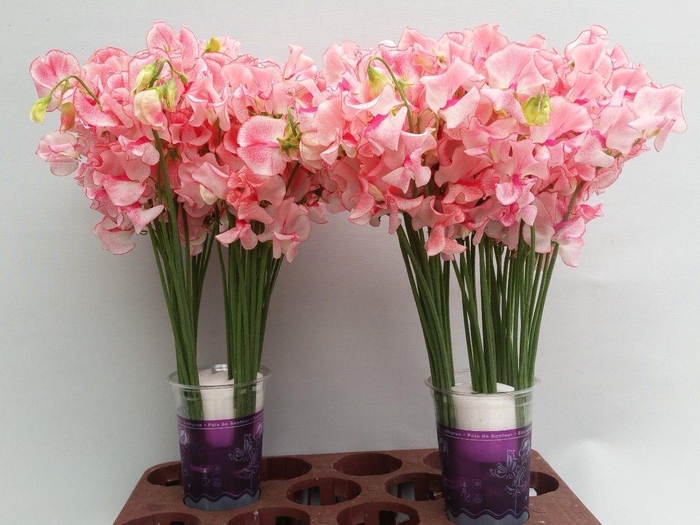 <h4>Lathyrus Pink Wedding</h4>
