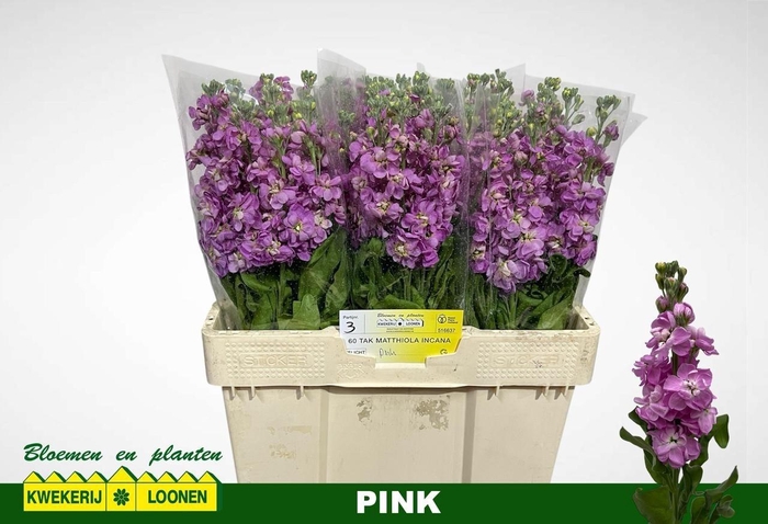 <h4>MATTH MILLA PINK</h4>