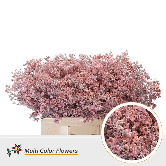 <h4>Wax Rose licht</h4>