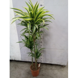 Dracaena fr de 'LemonLime'