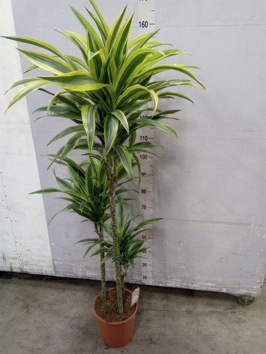 <h4>Dracaena fr de 'LemonLime'</h4>