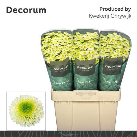 <h4>CHR S MAVERICK WHITE</h4>