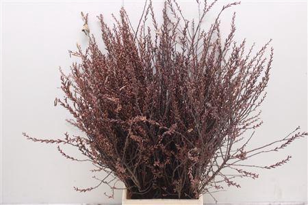 <h4>Myrica Gale</h4>