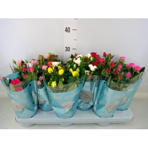 Rosa  'Beau Monde'   ...mix 7