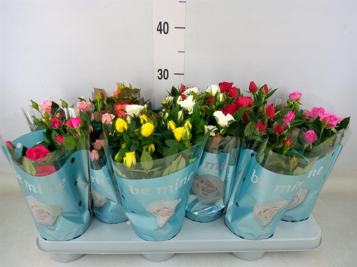 <h4>Rosa  'Beau Monde'   ...mix 7</h4>