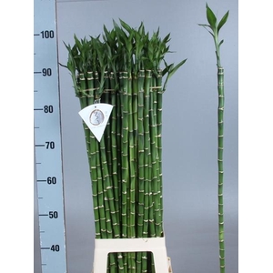 DRAC S LUCKY BAMBOO
