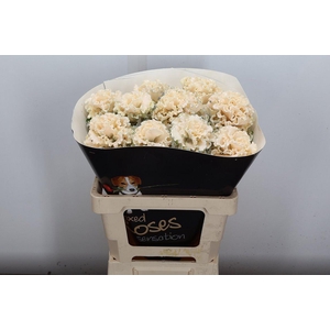 Wax Brassica Bras Wax Oceana