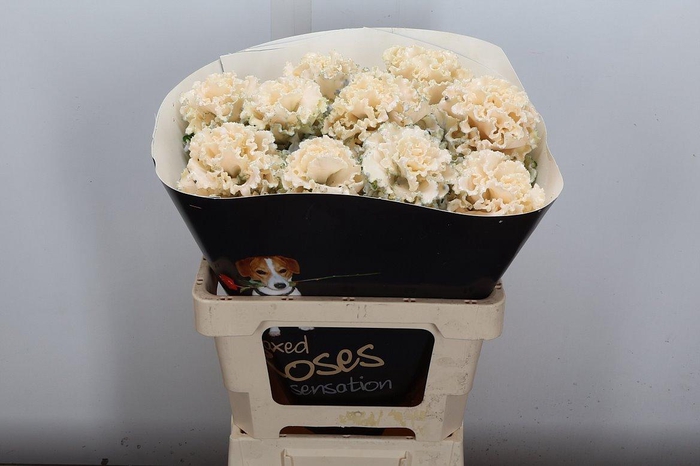 <h4>Brassica (fr) Wx Oceana</h4>