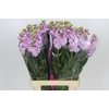 Matthiola Iron Cherry Blossom