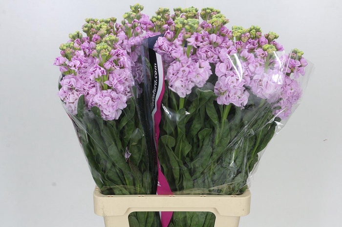 Matthiola Iron Cherry Blossom