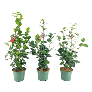 Camellia japonica