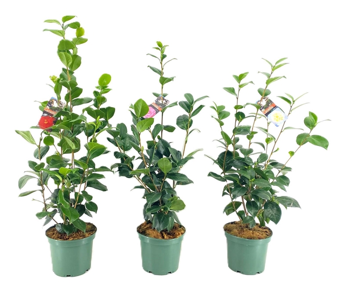 <h4>Camellia japonica</h4>