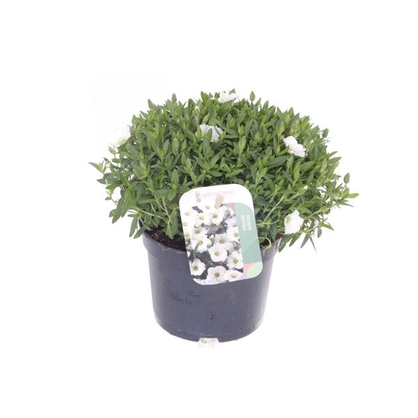 Arenaria montana