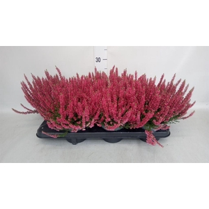Calluna vulg. 'Beauty L Sanne'