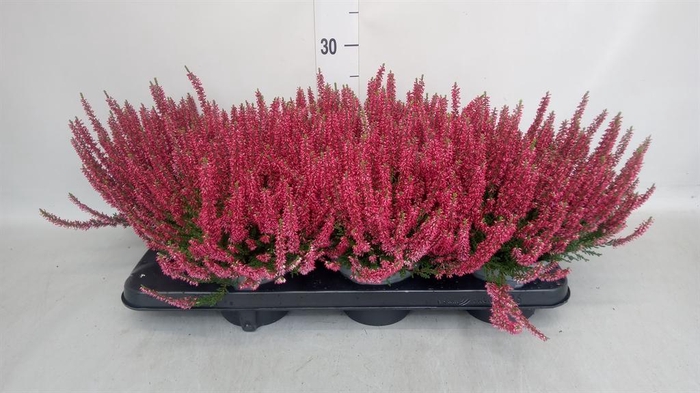 <h4>Calluna vulg. 'Beauty L Sanne'</h4>