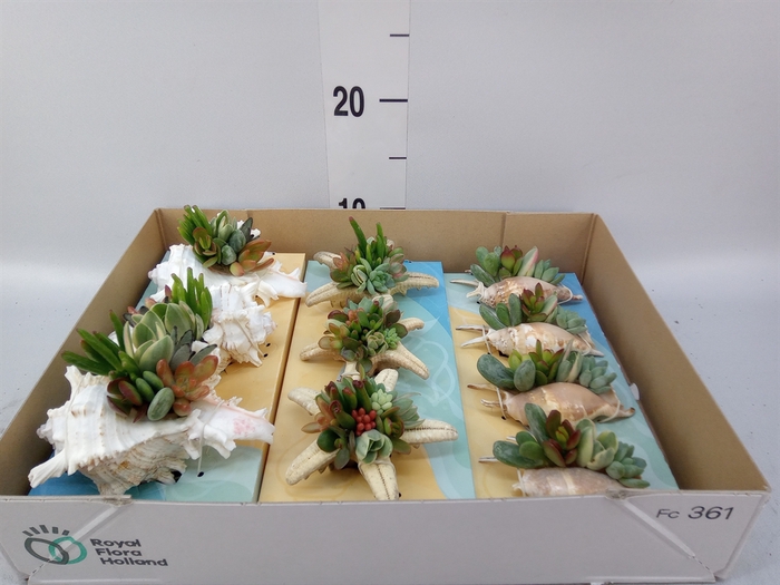 <h4>Planten  ..in schelp L%</h4>