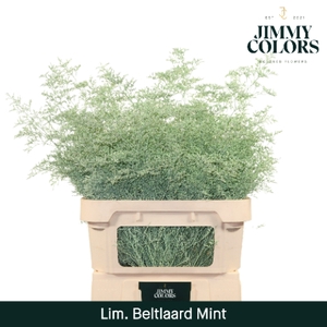 Lim Bel L90 Mint