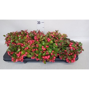 Gaultheria proc.