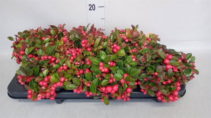 <h4>Gaultheria proc.</h4>