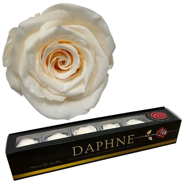 <h4>Preserved Rosa Pastel Cream L</h4>