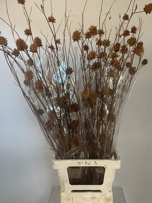 <h4>GLYCYRRH YUNNANEN ZD</h4>