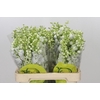 Delphinium Pure White