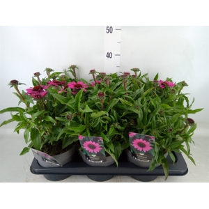 Echinacea   ...