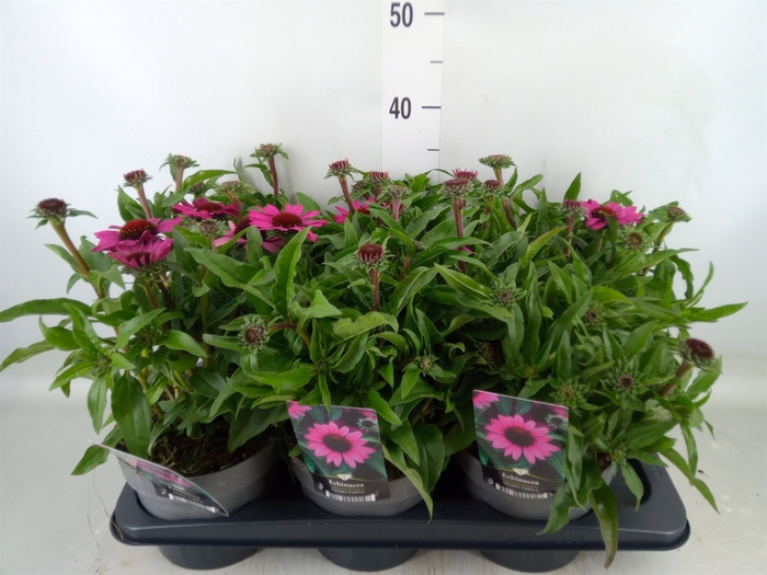 <h4>Echinacea   ...</h4>