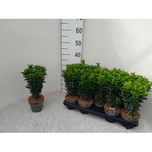 EUONYMUS JA GR SPIRE