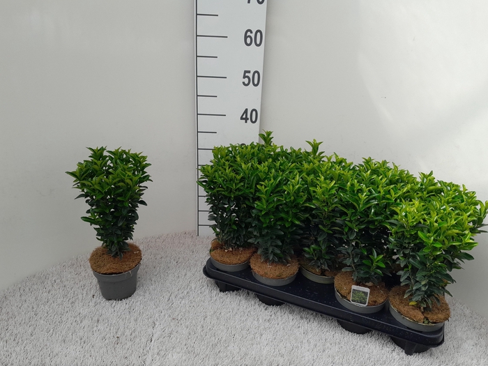 <h4>EUONYMUS JA GR SPIRE</h4>