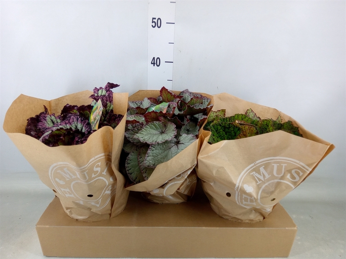 <h4>Begonia BD 'Beleaf'   ...mix</h4>
