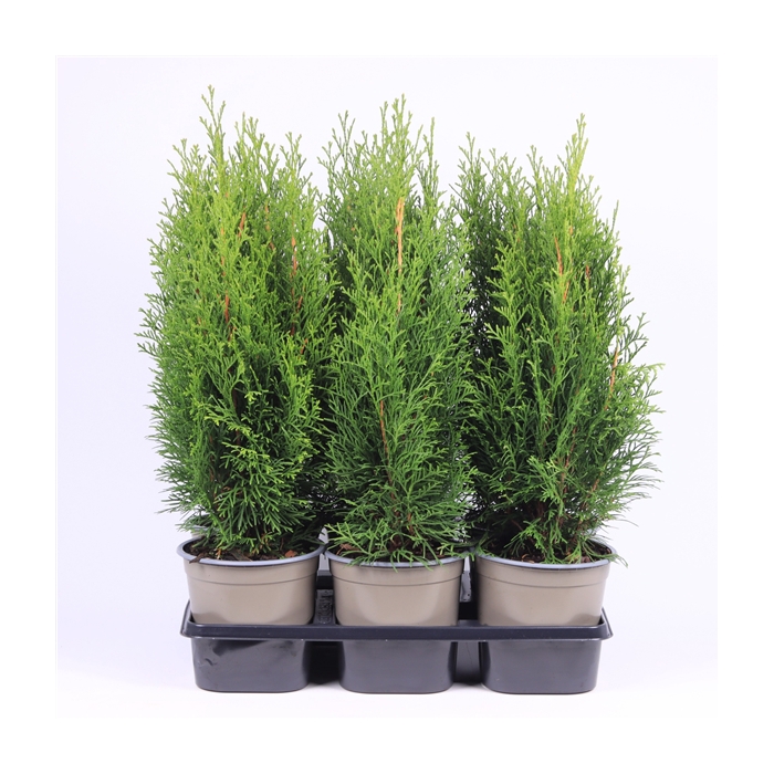 <h4>Thuja occidentalis 'Smaragd'</h4>