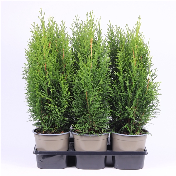 <h4>Thuja occidentalis 'Smaragd'</h4>