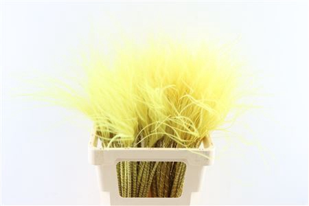 <h4>DRIED STYPHA PENATA PASTEL YELLOW B</h4>