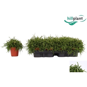!! PROMO !! RHIPSALIS BA OASIS P9