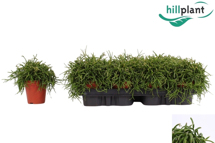 <h4>RHIPSALIS BA OASIS</h4>