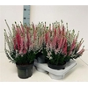 Callu Bl S Tri Ha Gp