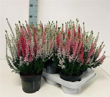 Callu Bl S Tri Ha Gp