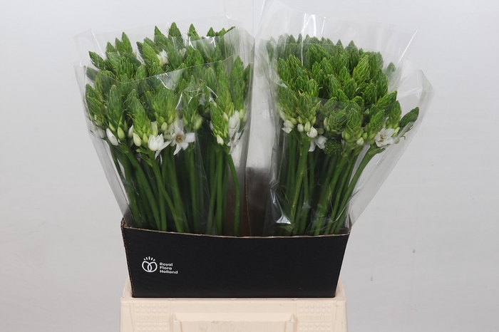 <h4>Ornithogalum Mount Fuji</h4>