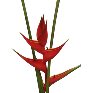 Heliconia Iris Red