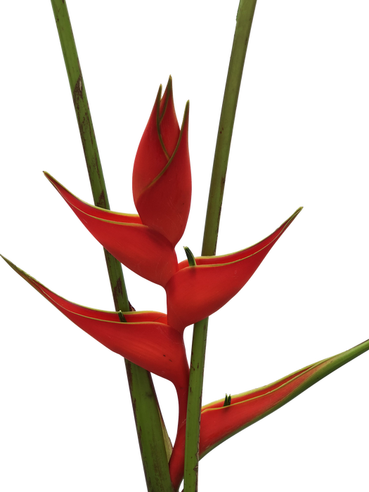 <h4>Heliconia Iris Red</h4>