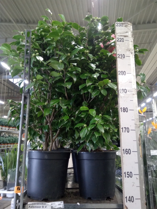 <h4>Camellia   ...</h4>