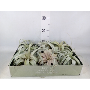 Tillandsia xerographica