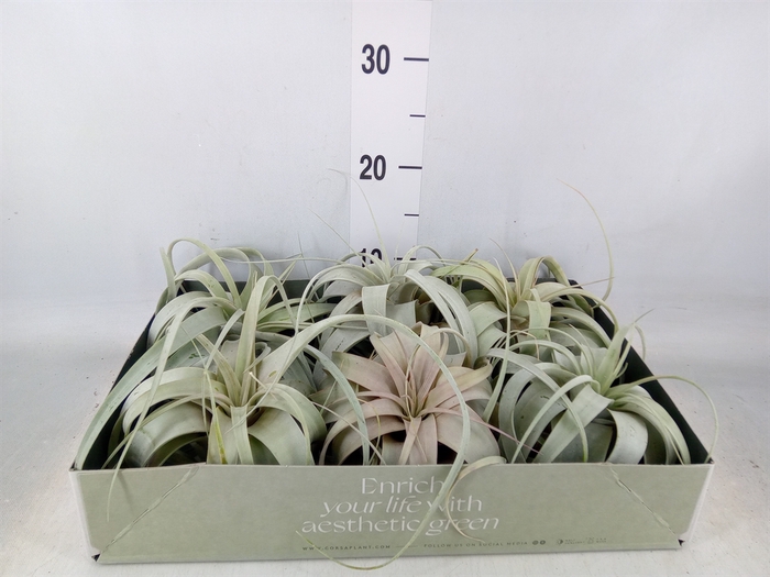 <h4>Tillandsia xerographica</h4>