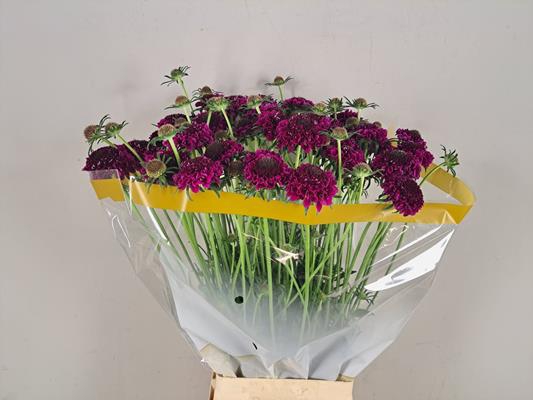 <h4>Scabiosa Scoop Dark Purple</h4>