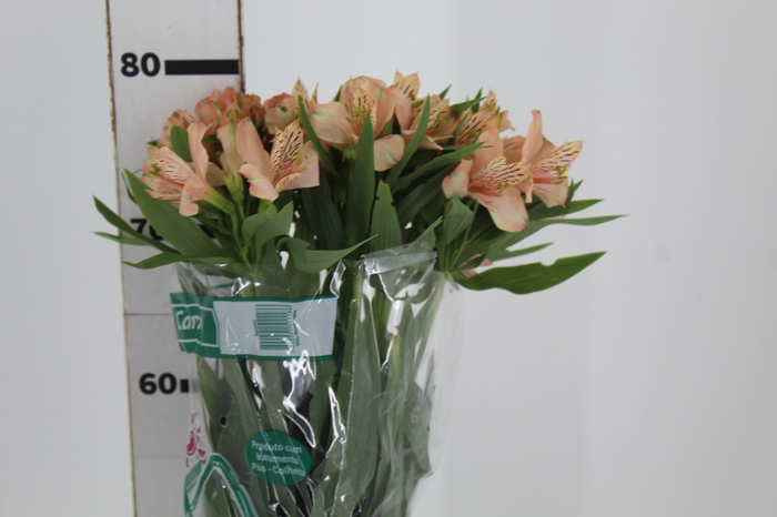 <h4>ALSTROEMERIA CANYON 080 CM</h4>