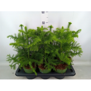 Araucaria heterophylla
