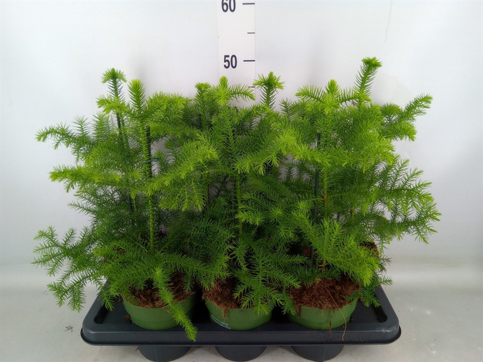 <h4>Araucaria heterophylla</h4>