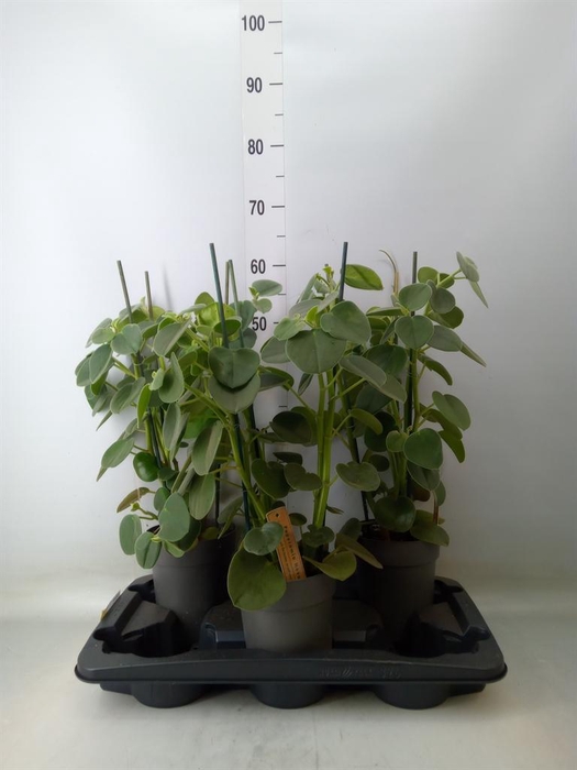 <h4>Peperomia</h4>