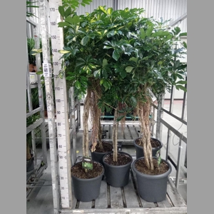 Schefflera arbor. 'Gold Capella'